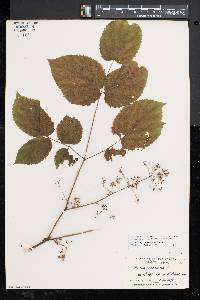 Aralia racemosa image