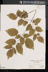 Aralia spinosa image