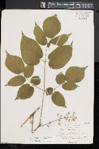 Aralia racemosa image