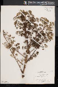 Aralia spinosa image