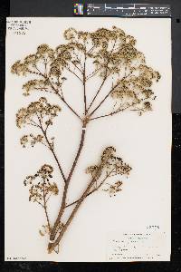 Aralia spinosa image