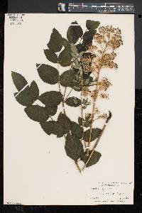 Aralia spinosa image