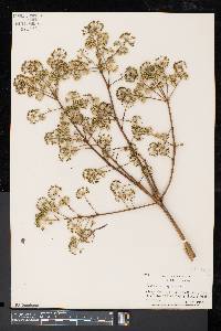 Aralia spinosa image