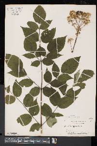 Aralia spinosa image