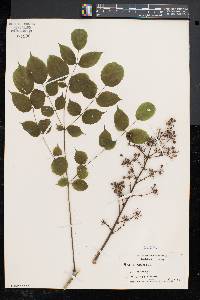 Aralia spinosa image