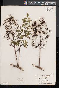 Aralia spinosa image