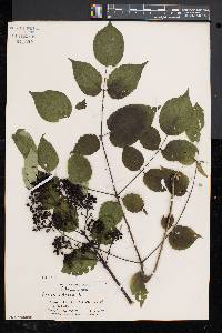 Aralia spinosa image