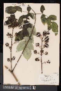 Aralia spinosa image