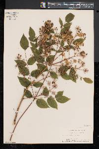 Aralia spinosa image