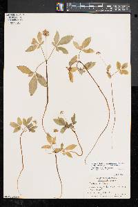 Panax trifolius image