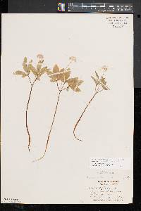 Panax trifolius image