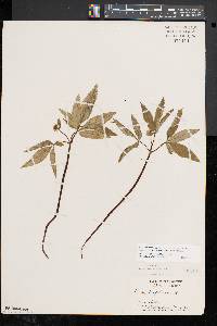 Panax trifolius image