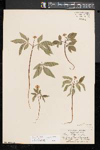 Panax trifolius image