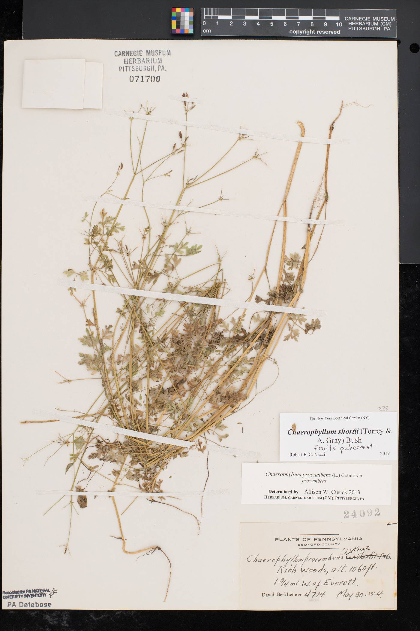 Chaerophyllum procumbens var. shortii image