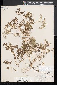 Chaerophyllum procumbens image