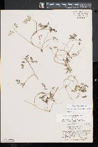 Chaerophyllum procumbens image