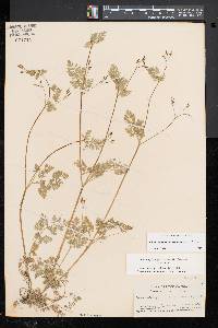 Chaerophyllum procumbens image