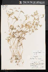 Chaerophyllum procumbens image