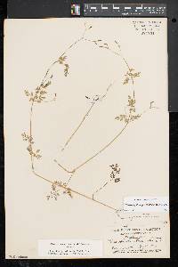 Chaerophyllum procumbens image