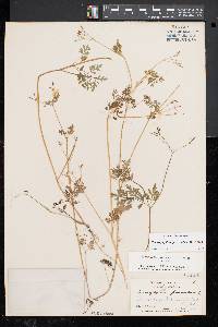 Chaerophyllum procumbens image