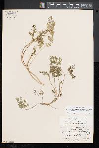 Chaerophyllum procumbens image