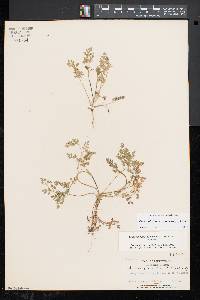 Chaerophyllum procumbens image