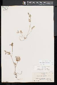 Chaerophyllum procumbens image