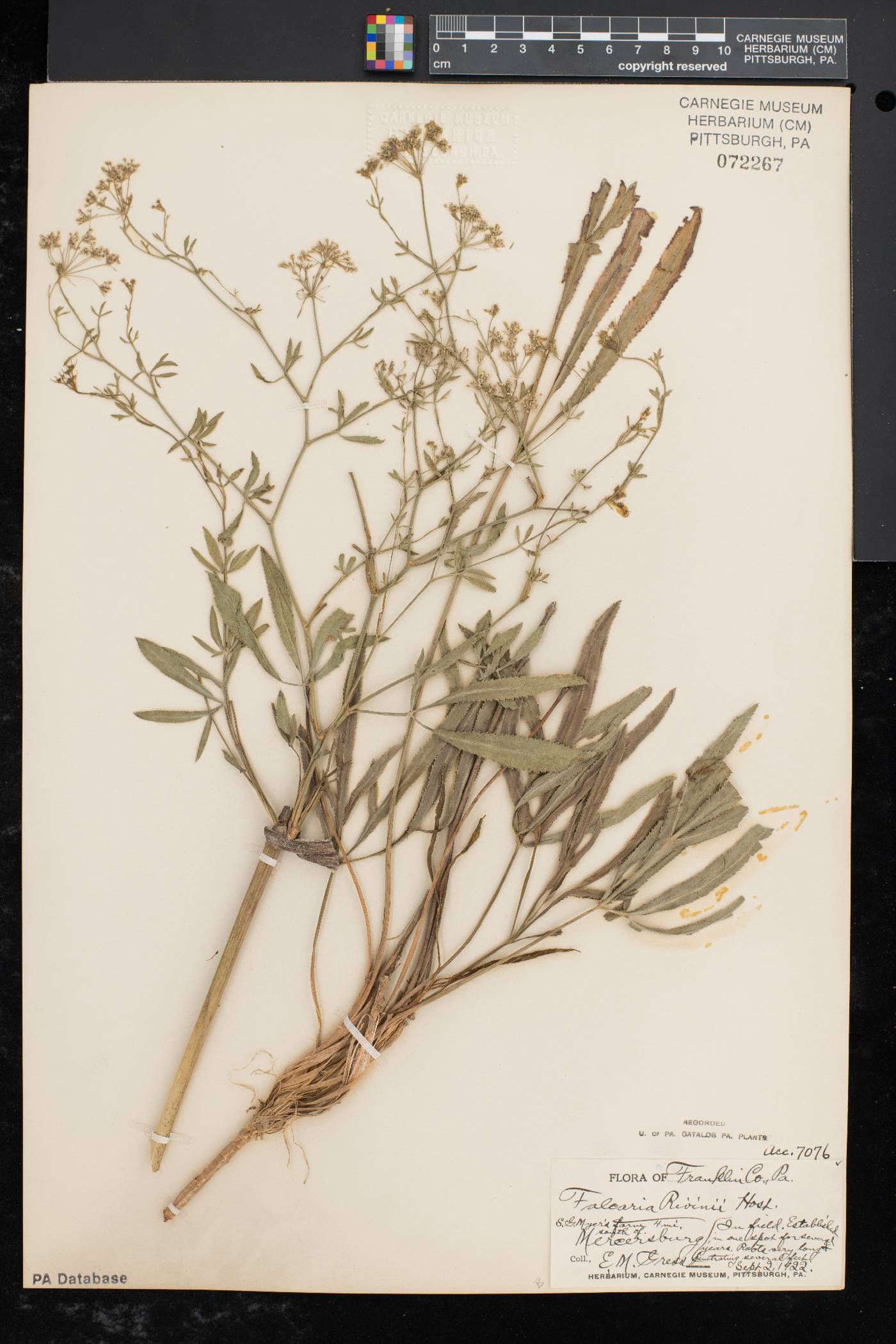 Falcaria vulgaris image