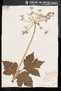 Heracleum maximum image