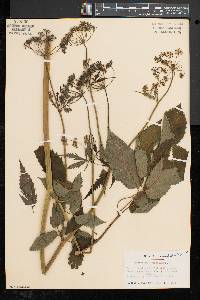 Peucedanum ostruthium image