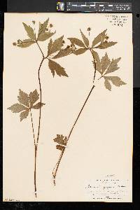Sanicula odorata image