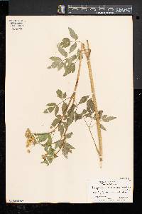 Thaspium barbinode image