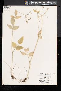 Thaspium trifoliatum var. aureum image