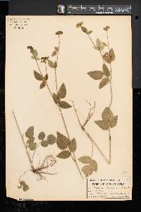Thaspium trifoliatum image