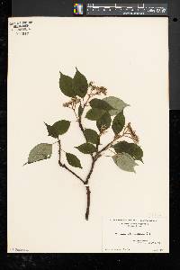 Cornus alternifolia image