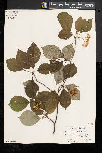 Cornus alternifolia image