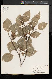 Cornus alternifolia image