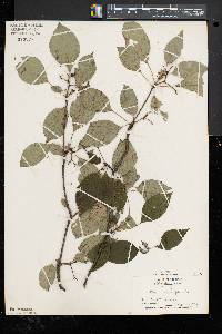 Cornus alternifolia image