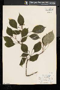 Cornus alternifolia image