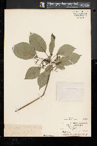 Cornus alternifolia image