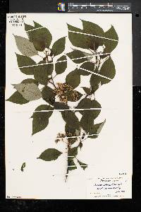 Cornus alternifolia image