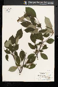 Cornus alternifolia image