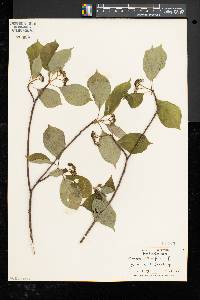 Cornus alternifolia image