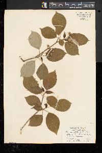 Cornus alternifolia image