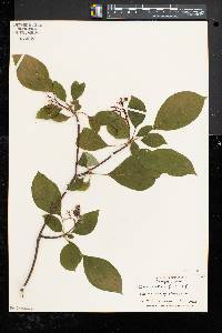 Cornus alternifolia image