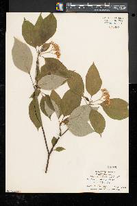 Cornus alternifolia image