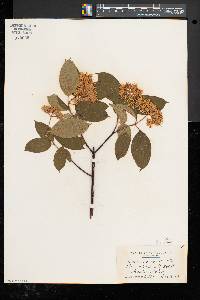 Cornus amomum subsp. amomum image