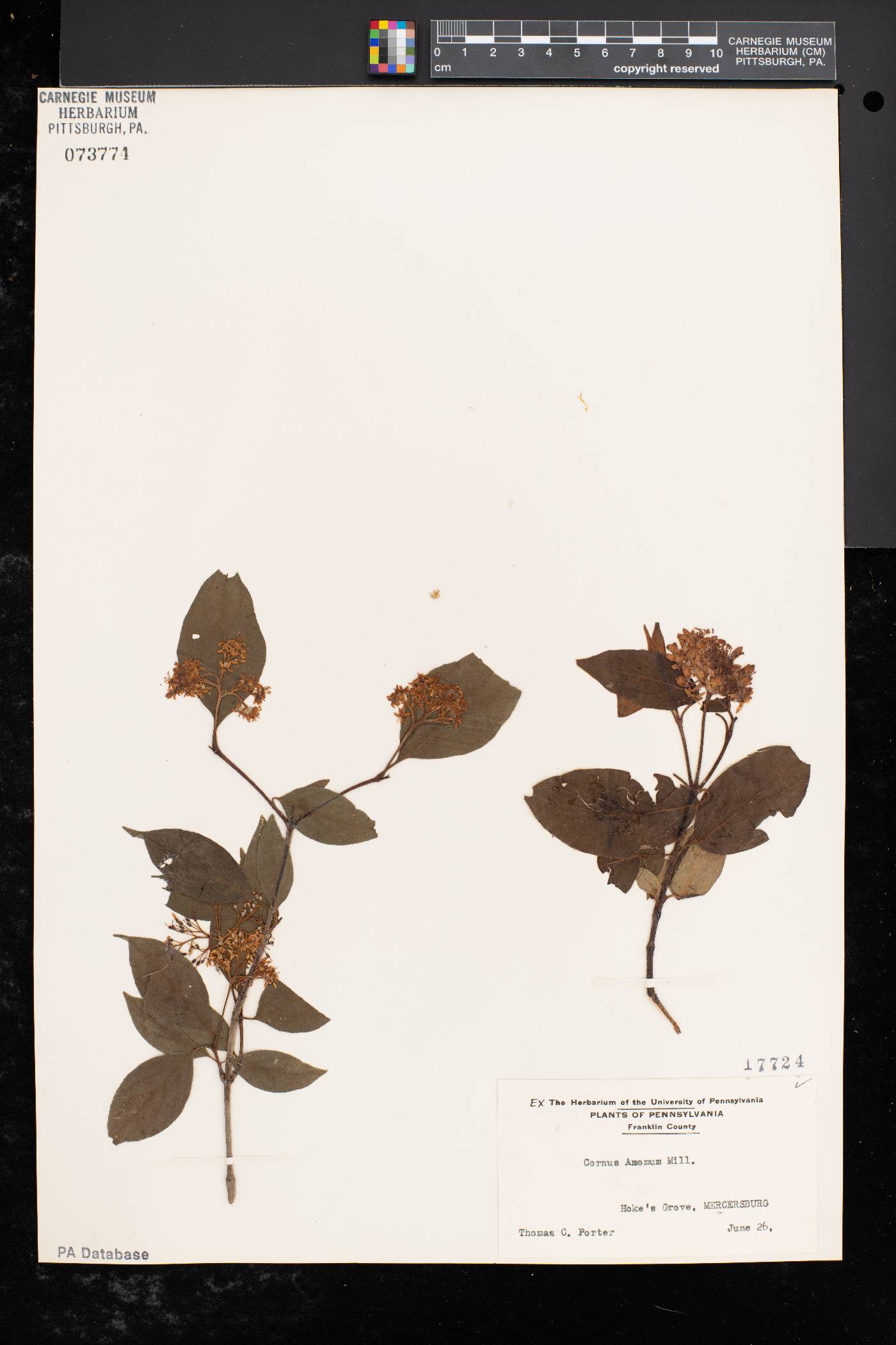 Cornus amomum subsp. amomum image
