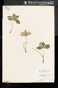 Cornus canadensis image