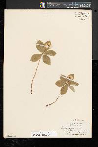 Cornus canadensis image